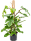 Philodendron squamiferum Pyramid 100 - Foto 58569