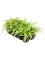 Chlorophytum comosum 'Variegatum' 10/tray - Foto 58576