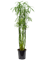 Cyperus alternifolius 'Glaber Tuft - Foto 58584