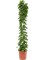 Cissus rotundifolia Column - Foto 58587