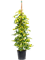 Schefflera arboricola 'Gold Capella' - Foto 58591