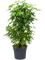 Schefflera arboricola 'Compacta' - Foto 58592