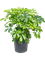 Schefflera arboricola 'Compacta' Bush - Foto 58593