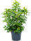 Schefflera arboricola 'Compacta' - Foto 58594