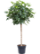 Schefflera arboricola 'Compacta' Stem - Foto 58595