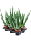 Aloe vera barbadensis 6/tray - Foto 58697