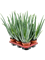 Aloe vera barbadensis 6/tray - Foto 58698