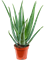 Aloe vera barbadensis - Foto 58699