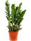 Zamioculcas zamiifolia - Foto 58713