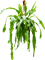 Epiphyllum 'Beavertail' Hanging plant - Foto 58791