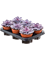 Echeveria 'Purple Pearl' 6/tray - Foto 58793