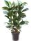 Ficus elastica 'Robusta' Tuft - Foto 58809