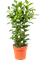 Ficus microcarpa 'Moclame' Tuft - Foto 58814