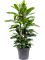 Ficus cyathistipula Tuft - Foto 58816