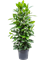 Ficus cyathistipula Tuft - Foto 58817