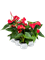 Anthurium andraeanum 'Bambino' 6/tray Red - Foto 58818