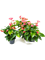 Anthurium andraeanum 'Sweet Dream' 4/tray Bush Pink - Foto 58820