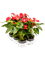 Anthurium andraeanum 'Sierra' 6/tray Red - Foto 58821