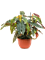 Begonia 'Maculata' - Foto 58834