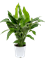 Spathiphyllum 'Sweet Lauretta' Bush - Foto 58852