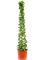 Cissus rotundifolia Pyramid - Foto 58869