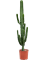 Euphorbia erytrea - Foto 58916
