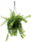 Aeschynanthus 'Twister' Hanger - Foto 58934