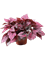 Begonia 'Indian Summer' 4/tray - Foto 58949