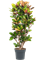 Croton (Codiaeum) variegatum 'Petra' Branched - Foto 58955