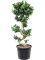 Ficus microcarpa 'Compacta' - Foto 58963