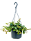 Peperomia angulata 'Rocca Scuro' Hanger - Foto 58969