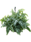 Phlebodium aureum 'Davana' Hanger - Foto 58972