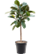 Ficus elastica 'Robusta' Stem - Foto 59040