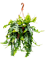 Epiphyllum anthonyanus - Foto 59068