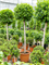 Ficus microcarpa 'Moclame' - Foto 59071