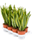 Sansevieria trifasciata 'Laurentii' 4/tray, 20648 - Foto 59080