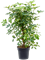Schefflera arboricola 'Compacta' - Foto 59084