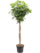Schefflera arboricola 'Compacta' - Foto 59085