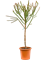 Euphorbia alluaudii - Foto 59094