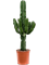Euphorbia erytrea - Foto 59096