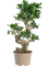 Ficus microcarpa 'Compacta' - Foto 59116