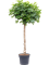Schefflera arboricola 'Compacta' - Foto 59141