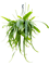 Epiphyllum pumilum - Foto 59158
