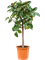 Ficus elastica 'Robusta' Stem - Foto 59163