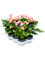 Anthurium andraeanum 'Joli' 6/tray Pink - Foto 59228