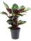 Calathea rosea-picta var. illustris Bush - Foto 59236