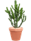 Euphorbia mayuranathanii Branched - Foto 59268