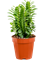 Euphorbia trigona 6/tray - Foto 59334