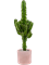Euphorbia erytrea - Foto 59336