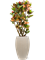 Croton (Codiaeum) variegatum 'Petra' Branched - Foto 59395